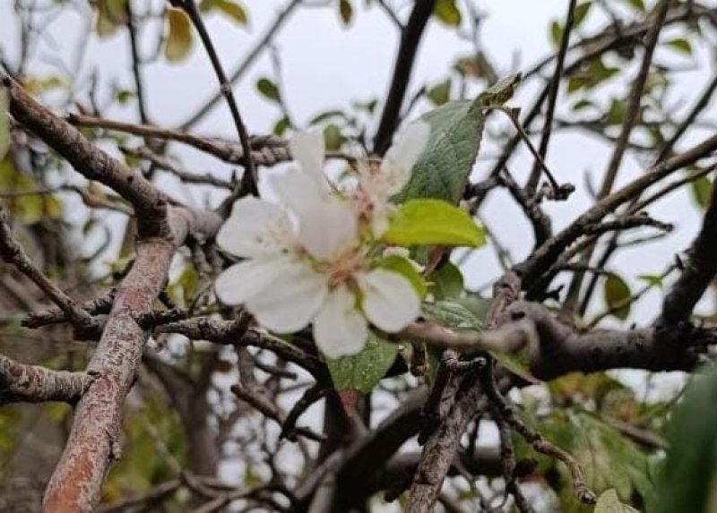 Ordubadda alma ağacı oktyabr ayında çiçək açıb