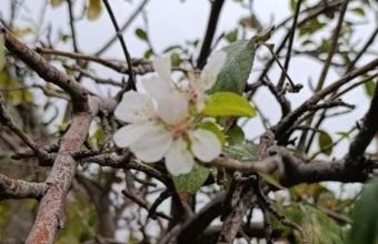 Ordubadda alma ağacı oktyabr ayında çiçək açıb